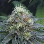 Beleaf, Ethos, Crossbone Genetics !