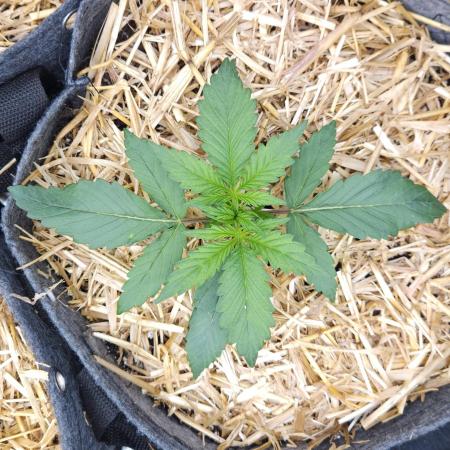 LSO Autoflowers 2.0 !