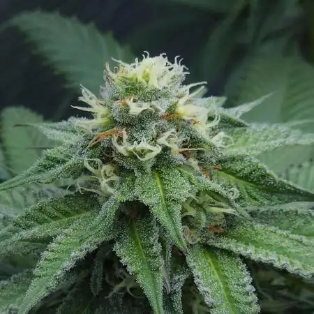 Beleaf, Ethos, Crossbone Genetics !
