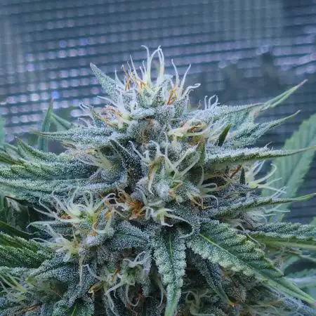 LSO Autoflowers !