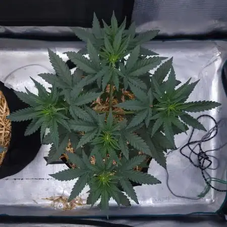 Romdog/Garlic Fever LSO + Organics !