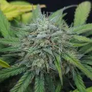 LSO Autoflowers 2.0 !