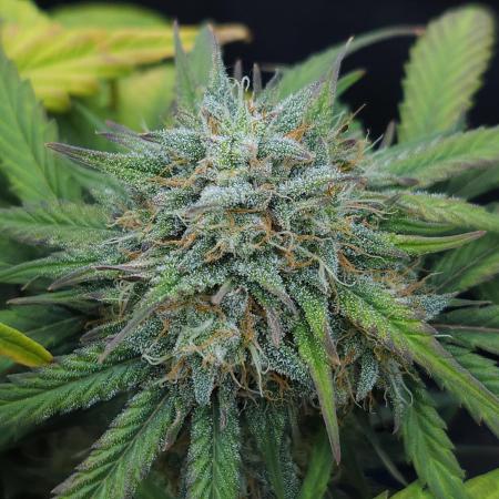 LSO Autoflowers 2.0 !