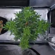 Romdog/Garlic Fever LSO + Organics !