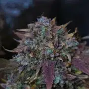 Night Owl LSO/Organics !