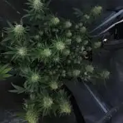 Romdog/Garlic Fever LSO + Organics !