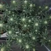 Romdog/Garlic Fever LSO + Organics !