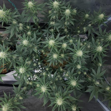 Romdog/Garlic Fever LSO + Organics !