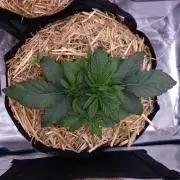 Night Owl LSO/Organics !