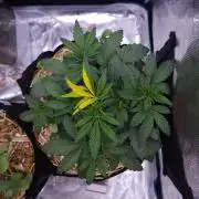 Night Owl LSO/Organics !