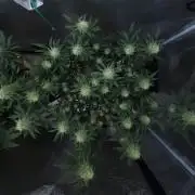 Romdog/Garlic Fever LSO + Organics !