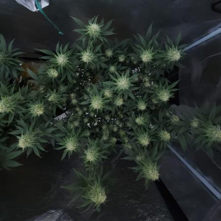 Romdog/Garlic Fever LSO + Organics !
