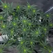 Romdog/Garlic Fever LSO + Organics !