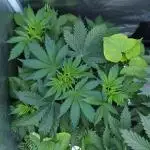 LSO Autoflowers !