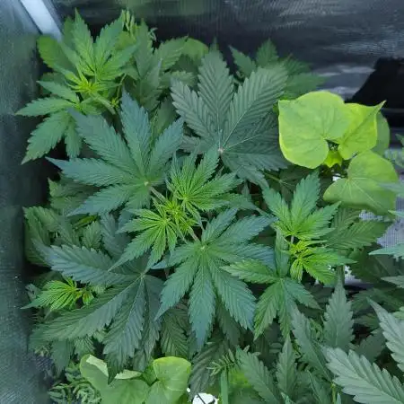 LSO Autoflowers !