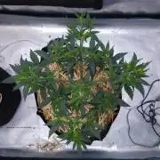 Romdog/Garlic Fever LSO + Organics !