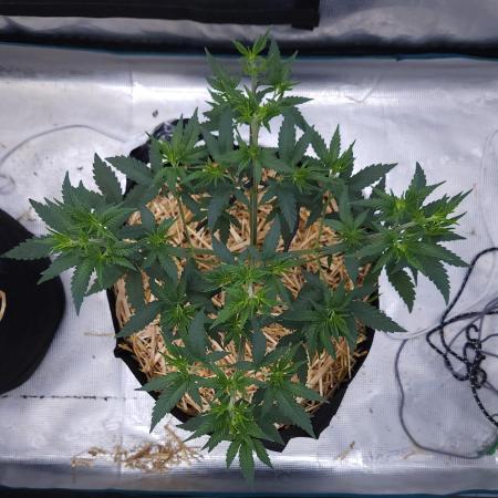 Romdog/Garlic Fever LSO + Organics !
