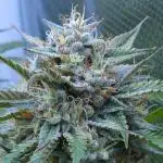 LSO Autoflowers !