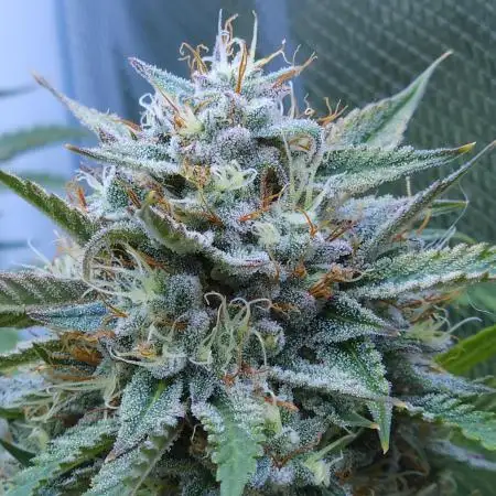 LSO Autoflowers !