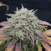 LSO Autoflowers 2.0 !