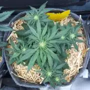 LSO Autoflowers 2.0 !