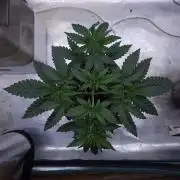Romdog/Garlic Fever LSO + Organics !