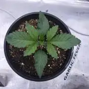 Romdog/Garlic Fever LSO + Organics !