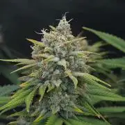Romdog/Garlic Fever LSO + Organics !