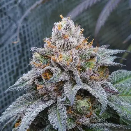 Beleaf, Ethos, Crossbone Genetics !