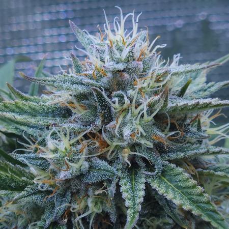 LSO Autoflowers !