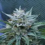 LSO Autoflowers !