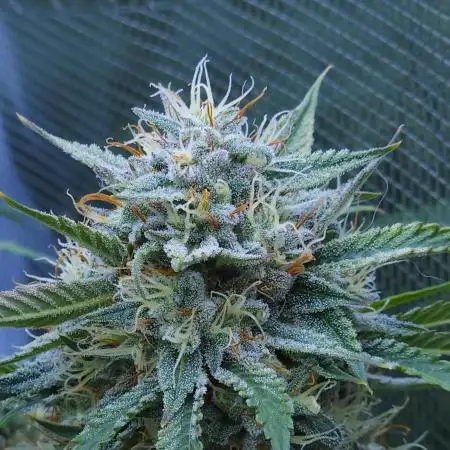 LSO Autoflowers !