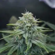 Romdog/Garlic Fever LSO + Organics !
