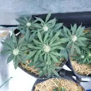 LSO Autoflowers 2.0 !