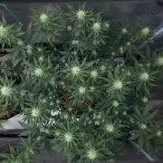 Romdog/Garlic Fever LSO + Organics !