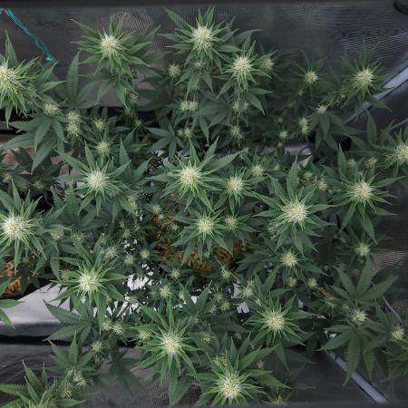 Romdog/Garlic Fever LSO + Organics !