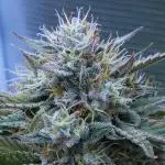 LSO Autoflowers !