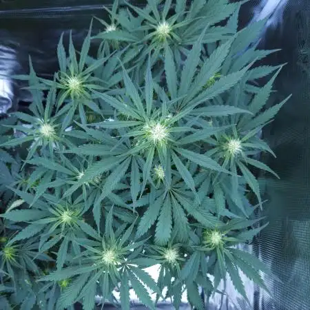 LSO Autoflowers !