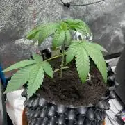 Wizard Trees - Gas Gimlet Run #2