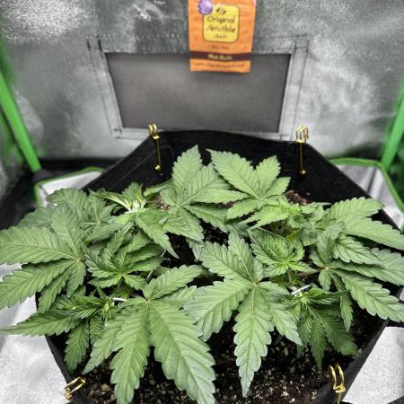 Sensible Seeds - Blue Zushi