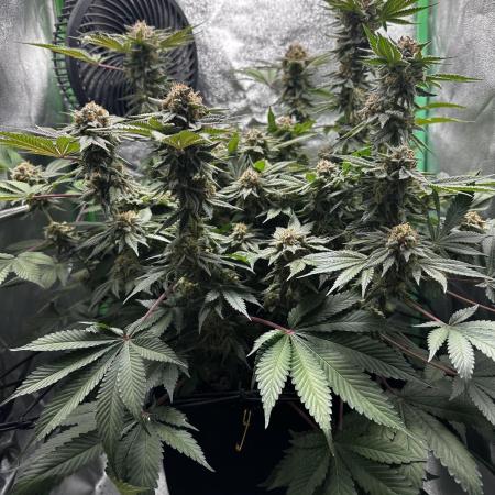 Sensible Seeds - Blue Zushi