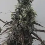 FastBuds German legal grow with 300W LED