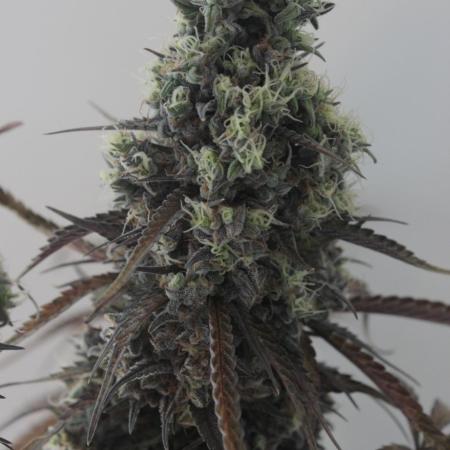 FastBuds German legal grow with 300W LED