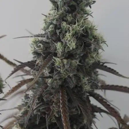 FastBuds German legal grow with 300W LED
