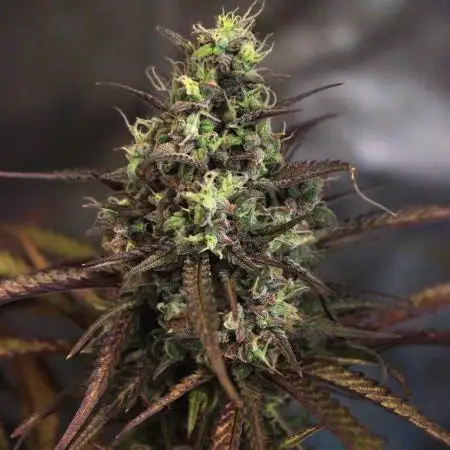 FastBuds German legal grow with 300W LED