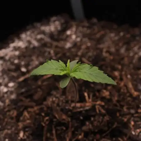 FastBuds German legal grow with 300W LED