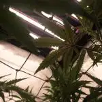FastBuds German legal grow with 300W LED
