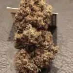FastBuds German legal grow with 300W LED