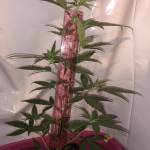 Critical Kush MariChloe Grow