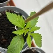 Psicodelicia indoors